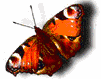 ÷åðò.gif - 13867 Bytes